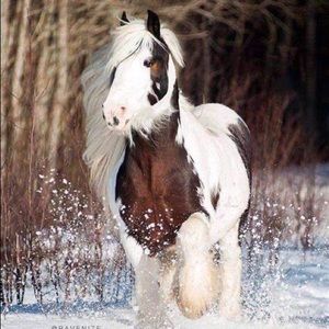 Meet your Posher, Zoey